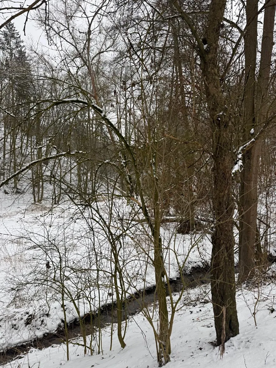 Prodej rybníku (vodní plochy) 6437 m²